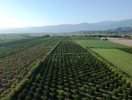 Oriya Tepearasi For Sale In Citrus Garden