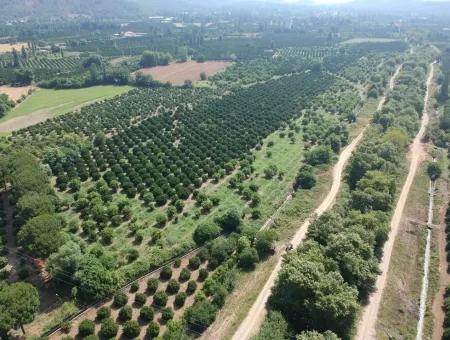 Orange Grove For Sale At Beyoba