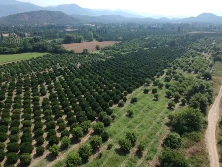 Orange Grove For Sale At Beyoba