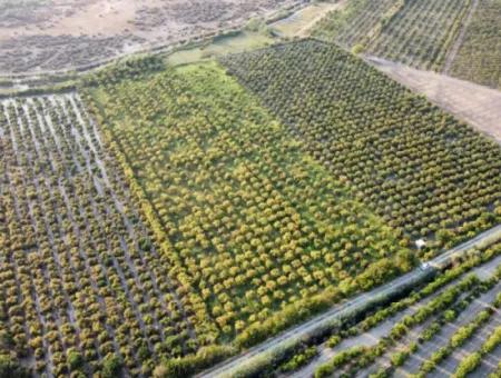 Pomegranate Garden For Sale In Mugla Ortaca Tepearasi