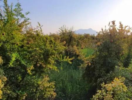 Pomegranate Garden For Sale In Mugla Ortaca Tepearasi