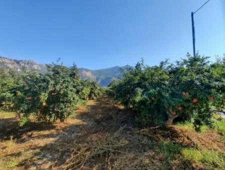 Mugla Ortaca Dalyan 7520 M2 Maniced Detached Pomegranate Garden For Sale