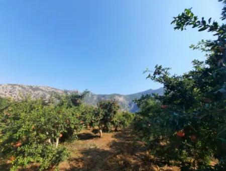 Mugla Ortaca Dalyan 7520 M2 Maniced Detached Pomegranate Garden For Sale