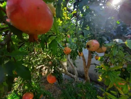 Mugla Ortaca Dalyan 7520 M2 Maniced Detached Pomegranate Garden For Sale