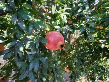 Mugla Ortaca Dalyan 7520 M2 Maniced Detached Pomegranate Garden For Sale