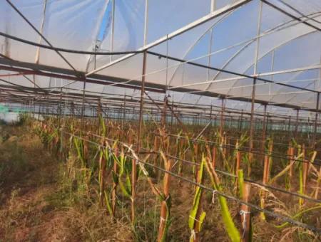 Mugla Ortaca 4123 M2 Field And Pitaya Fruit Greenhouse For Sale