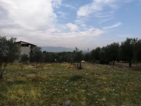 2788 M2 Field With Lake View For Sale In Mugla Köyceğiz Zeytinalanı