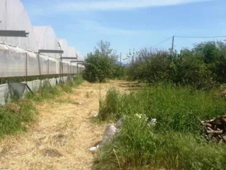 4,000 M2 Tunnel Greenhouse For Sale In Ortaca Dalaklı  