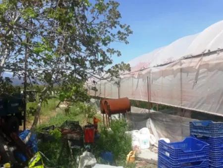 4,000 M2 Tunnel Greenhouse For Sale In Ortaca Dalaklı  