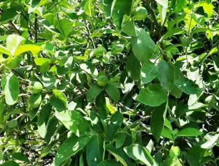 Lemon Garden For Sale In Yesilyurt Ta Oriya Opportunity