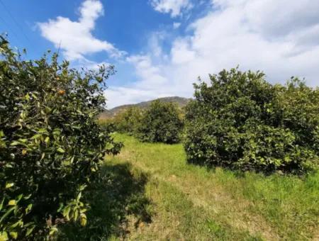 Ortaca Mergenlide 5134 M2 Citrus Garden For Sale