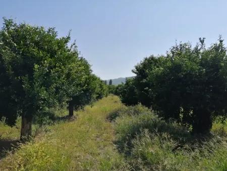 Farm For Sale In Kavakarasi Koycegiz