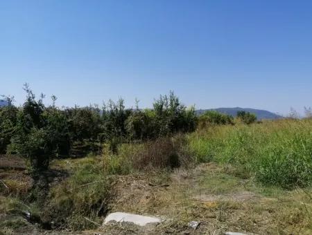 Pomegranate Garden For Sale In Mugla Ortaca Tepearasi