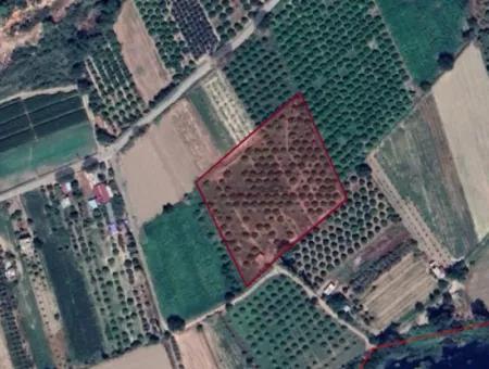 10,000 M2 Single Title Deed Field For Sale In Muğla Ortaca Fevziye Mahallesi