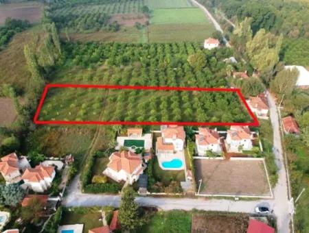 Muğla Ortaca Marmarlıda 4.000 M2 Lemon Garden 5 Years Rental