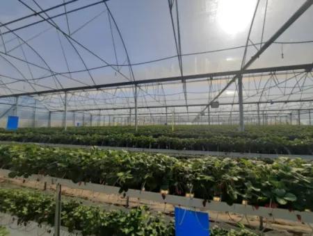 6 500 M2 Fully Automatic High Strawberry Greenhouse For Sale In Fethiye