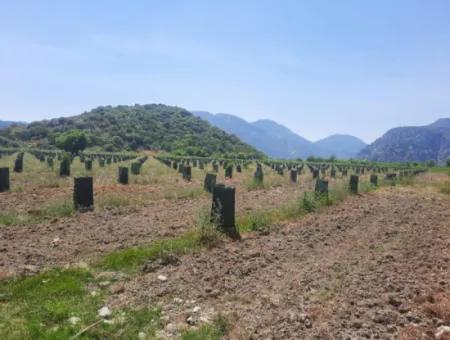 40.000 M2 Avocado Garden For Sale In Muğla Güzelyurt