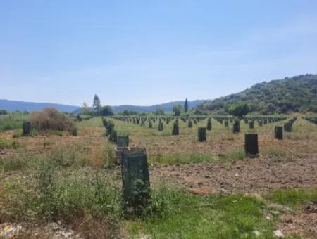 40.000 M2 Avocado Garden For Sale In Muğla Güzelyurt