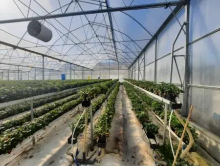 6 500 M2 Fully Automatic High Strawberry Greenhouse Annual Rental In Fethiye
