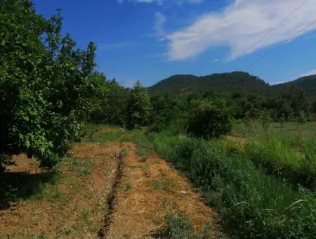 Farm For Sale In Köyceğiz Beyoba Bargain