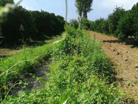 Farm For Sale In Köyceğiz Beyoba Bargain