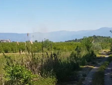 Garden Of Pomegranates For Sale In Dalyan