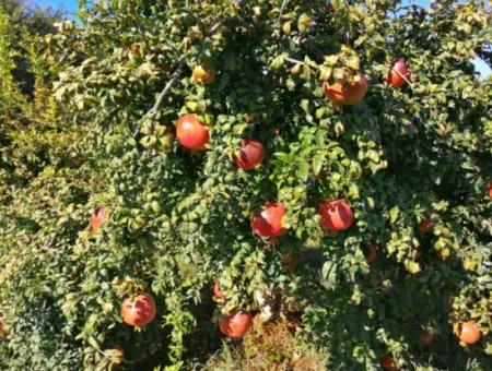 Pomegranate Field With 9831 M2 Share In Ortaca Mergenlide For Sale
