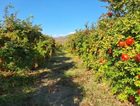 42 Acres Of Pomegranate Field For Sale In Ortaca Eskiköy