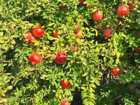 42 Acres Of Pomegranate Field For Sale In Ortaca Eskiköy