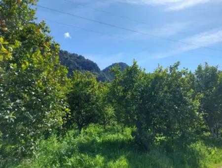 2 300 M2 Land Suitable For Investment In Ortaca Okçular Marmarlı For Sale
