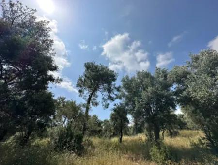 5 800 M2 Bargain Olive Grove With Sea View For Sale In Muğla Ortaca Fevziye