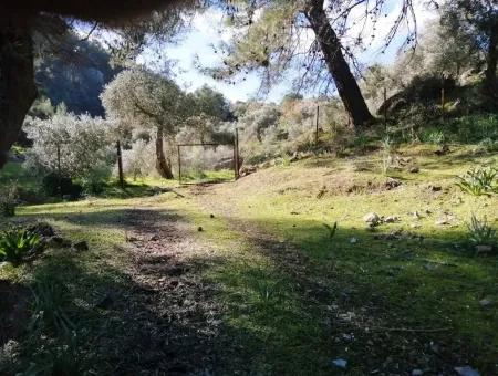 Mugla Ortaca Gokbel Bargain Olive Grove For Sale