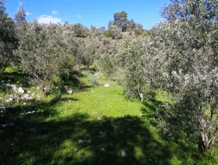 Mugla Ortaca Gokbel Bargain Olive Grove For Sale