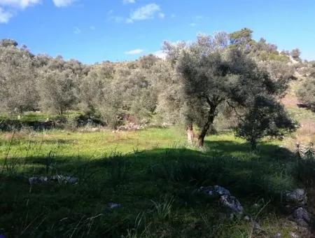 Mugla Ortaca Gokbel Bargain Olive Grove For Sale