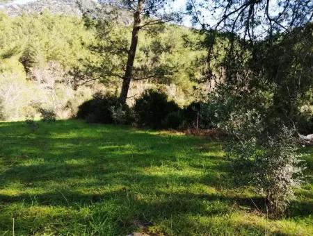 Mugla Ortaca Gokbel Bargain Olive Grove For Sale