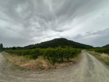 6 250 M2 Well-Kept Bargain Pomegranate Garden For Sale In Dalyan, Muğla