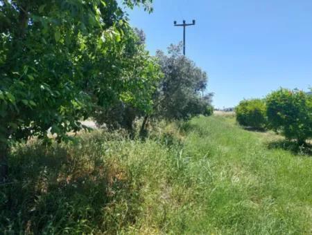 9.000 M2 Pomegranate Garden For Sale In Muğla Ortaca Eskiköy