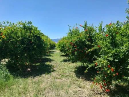 9.000 M2 Pomegranate Garden For Sale In Muğla Ortaca Eskiköy