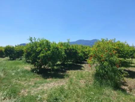 9.000 M2 Pomegranate Garden For Sale In Muğla Ortaca Eskiköy