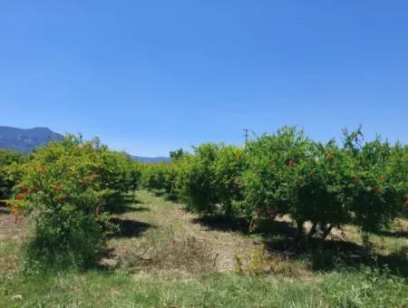 9.000 M2 Pomegranate Garden For Sale In Muğla Ortaca Eskiköy