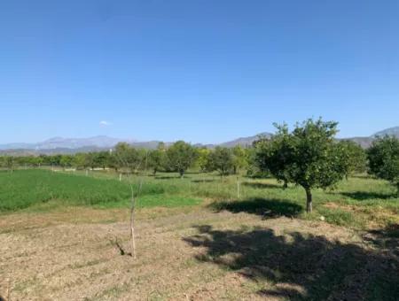 5400 M2 Ready-Made Farm For Sale In Ortaca Arıkbaşı