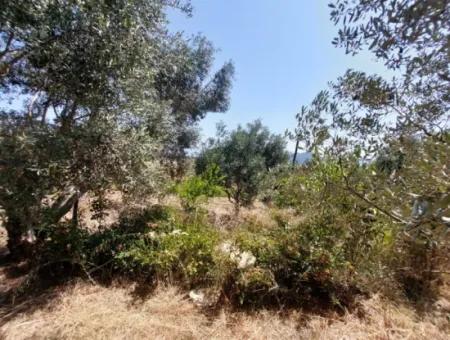 For Sale With A Numbered Building On 2.500M2 Treasury Land In Ortaca Eskiköy