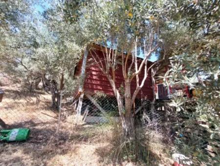 For Sale With A Numbered Building On 2.500M2 Treasury Land In Ortaca Eskiköy