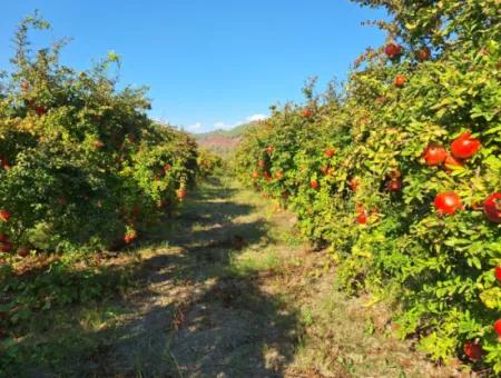 48 Acres Of Pomegranate Fields For Sale In Ortaca Eskiköy