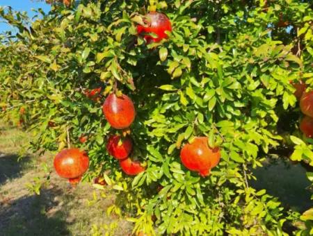 48 Acres Of Pomegranate Fields For Sale In Ortaca Eskiköy