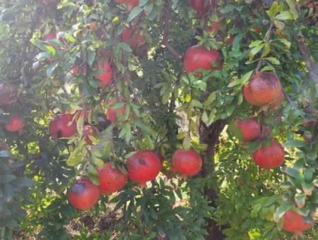 48 Acres Of Pomegranate Fields For Sale In Ortaca Eskiköy