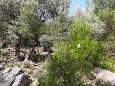 The Right Of Possession Of 3 100 M2 Treasury Land In Muğla Ortaca Dalyan Gökbel Will Be Transferred