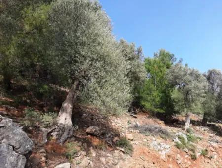 The Right Of Possession Of 3 100 M2 Treasury Land In Muğla Ortaca Dalyan Gökbel Will Be Transferred