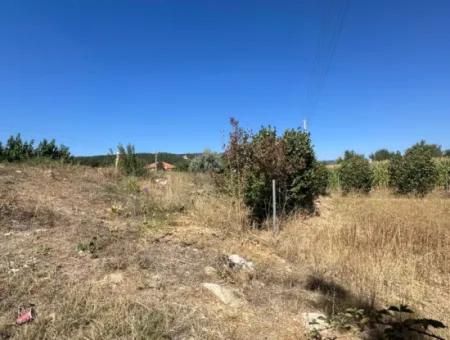 3070 M2 Walnut Orchard For Sale On The Side Of The Main Road In Denizli Çameli