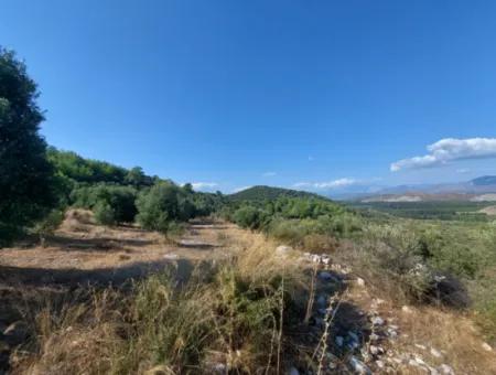 Ortaca Fevziye Sea And Nature View Bargain Detached Olive Grove For Sale